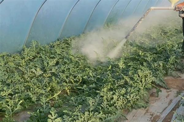 西瓜蔓枯病的症状，发病初期病斑呈水渍状的小点