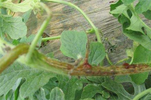西瓜蔓枯病的症状，发病初期病斑呈水渍状的小点