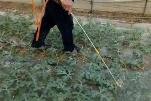 西瓜蔓枯病的症状，发病初期病斑呈水渍状的小点