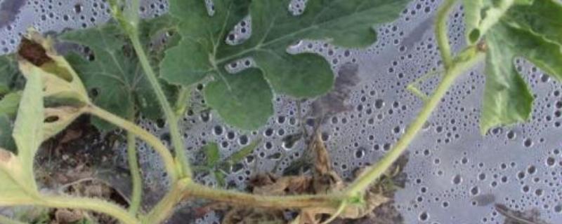 西瓜蔓枯病的症状，发病初期病斑呈水渍状的小点