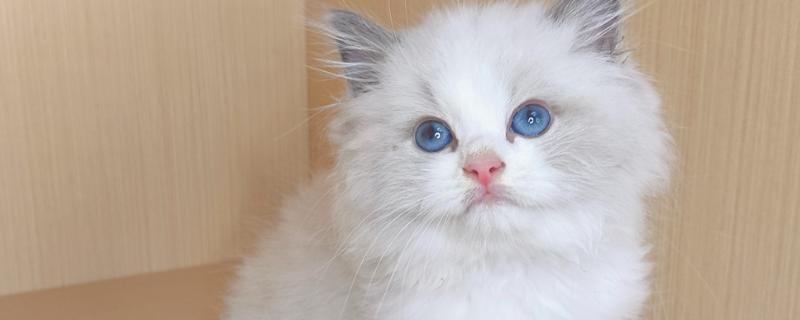 猫咪不开心有哪些表现，会表现出食欲不振、随地大小便等