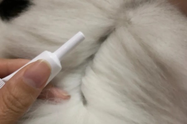 猫咪不开心有哪些表现，会表现出食欲不振、随地大小便等