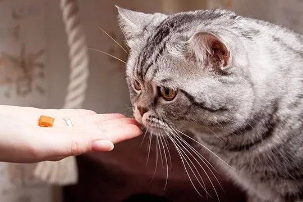 猫咪不开心有哪些表现，会表现出食欲不振、随地大小便等