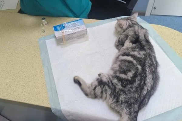 猫咪不开心有哪些表现，会表现出食欲不振、随地大小便等