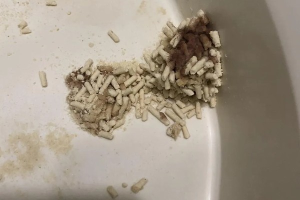 猫咪不开心有哪些表现，会表现出食欲不振、随地大小便等