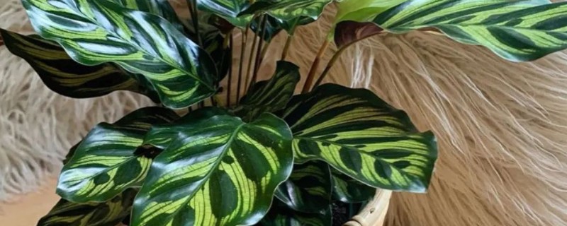 竹芋叶子卷曲如何补救，春秋两季每隔1-2天浇一次水