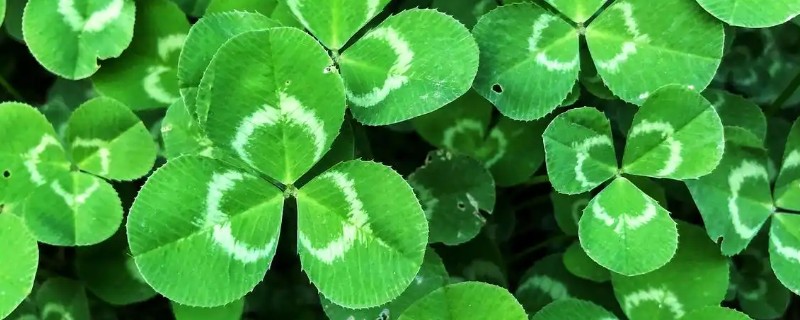 三叶草的种植方法，春季和秋季均可播种