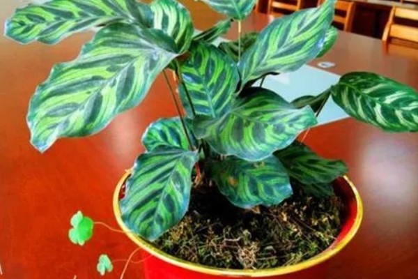 竹芋叶子卷曲如何补救，春秋两季每隔1-2天浇一次水