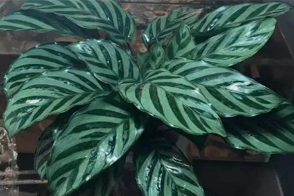 竹芋叶子卷曲如何补救，春秋两季每隔1-2天浇一次水