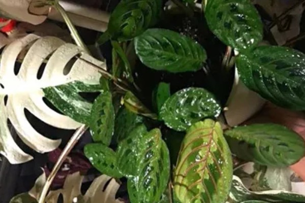 竹芋叶子卷曲如何补救，春秋两季每隔1-2天浇一次水