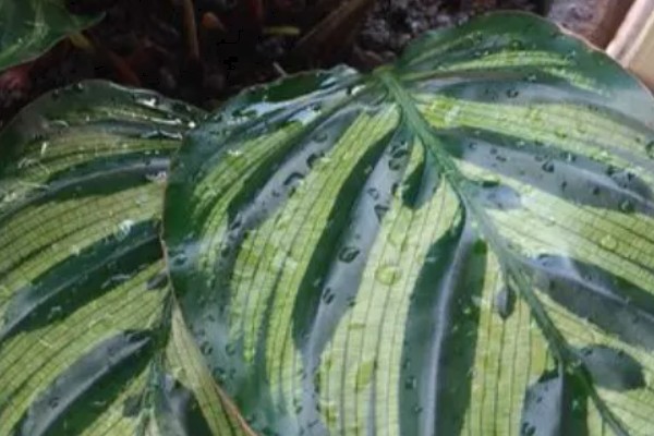竹芋叶子卷曲如何补救，春秋两季每隔1-2天浇一次水