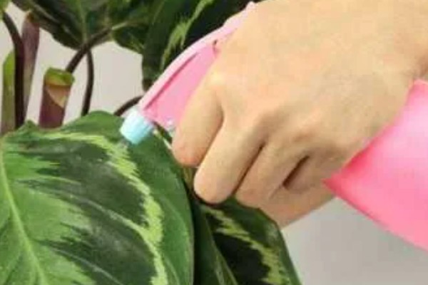 竹芋叶子卷曲如何补救，春秋两季每隔1-2天浇一次水