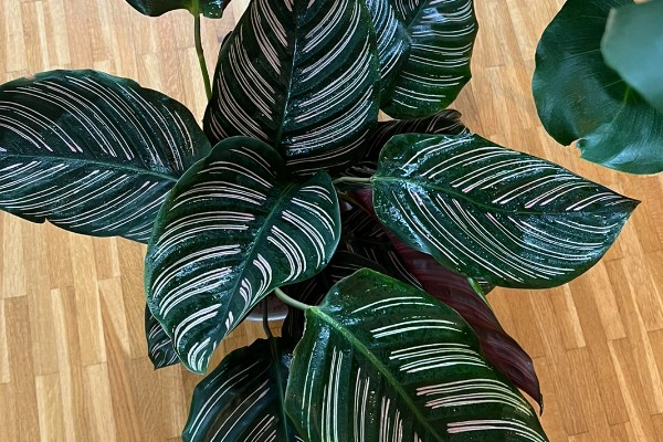 竹芋叶子卷曲如何补救，春秋两季每隔1-2天浇一次水