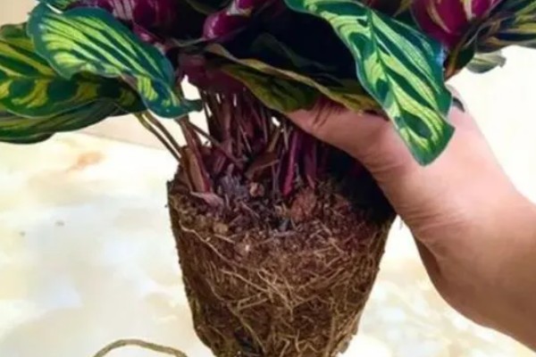 竹芋叶子卷曲如何补救，春秋两季每隔1-2天浇一次水