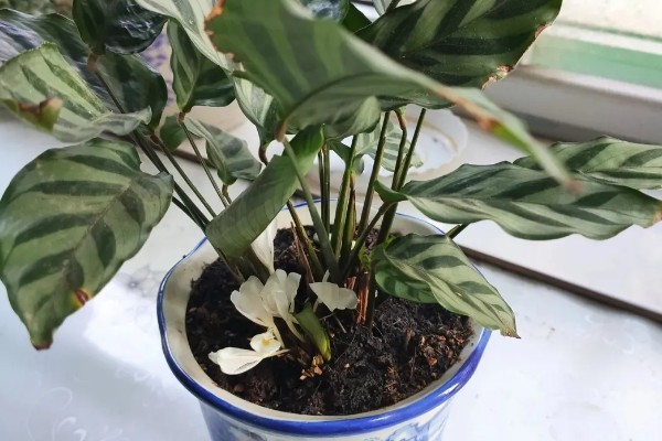 竹芋叶子卷曲如何补救，春秋两季每隔1-2天浇一次水