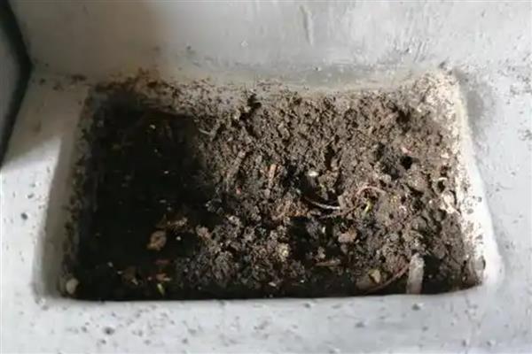 三叶草的种植方法，春季和秋季均可播种