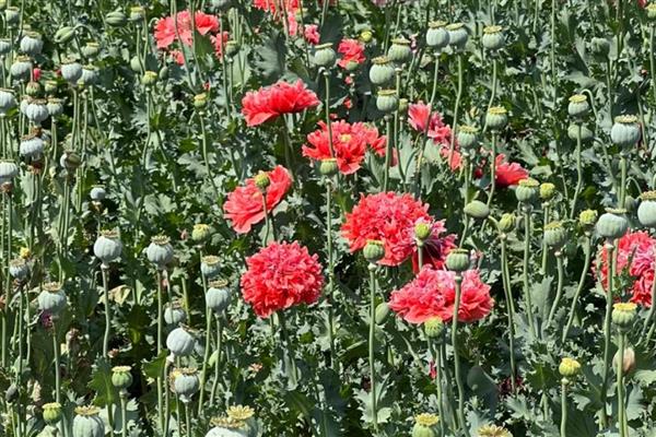 罂粟花的花语，寓意虚假爱情、死亡等