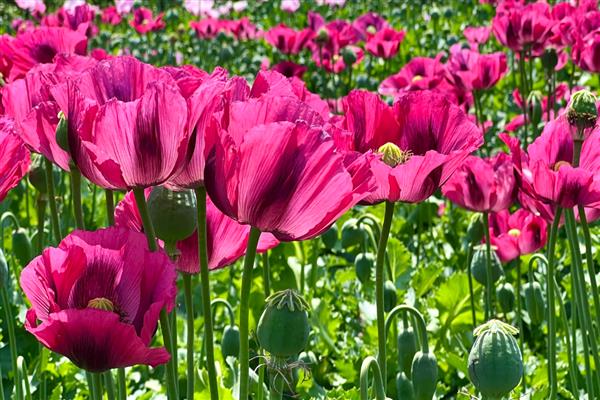 罂粟花的花语，寓意虚假爱情、死亡等