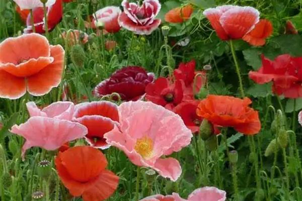 罂粟花的花语，寓意虚假爱情、死亡等