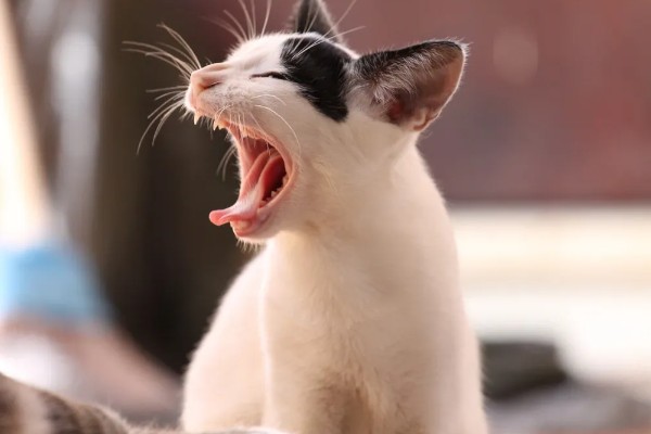 猫咪不开心有哪些表现，会表现出食欲不振、随地大小便等