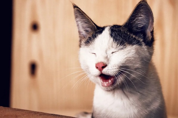 猫咪不开心有哪些表现，会表现出食欲不振、随地大小便等