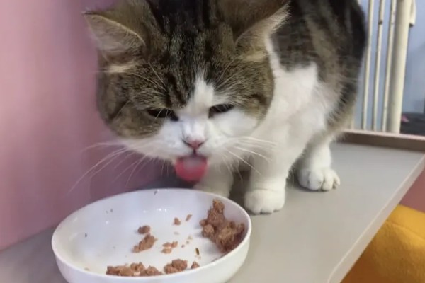 猫咪不开心有哪些表现，会表现出食欲不振、随地大小便等