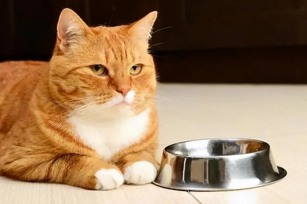 猫咪不开心有哪些表现，会表现出食欲不振、随地大小便等