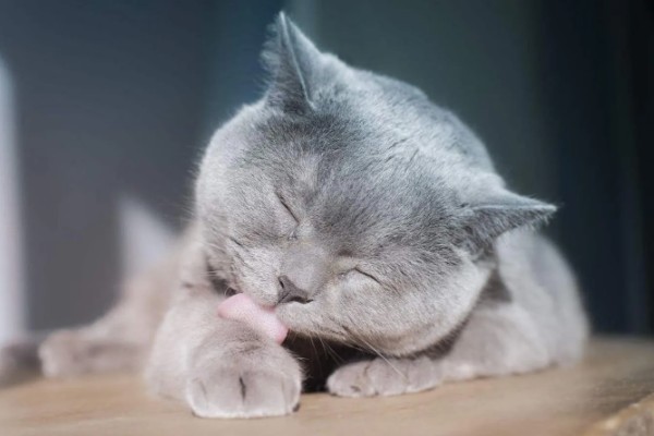 猫咪不开心有哪些表现，会表现出食欲不振、随地大小便等