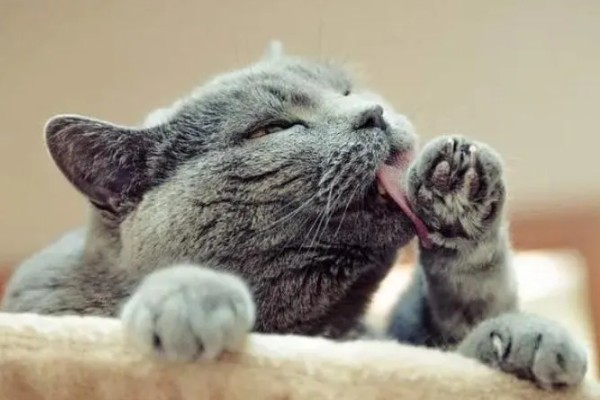 猫咪不开心有哪些表现，会表现出食欲不振、随地大小便等