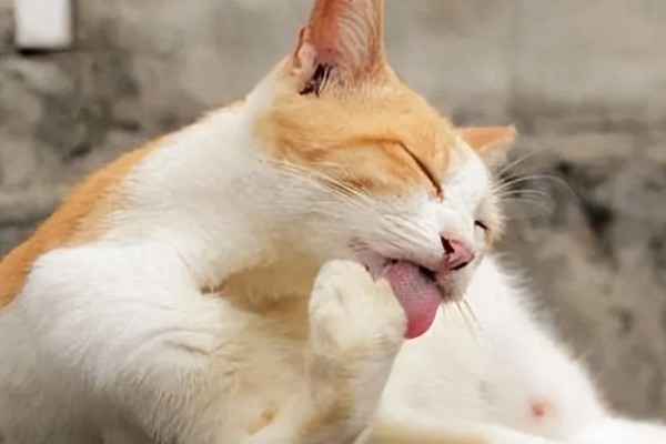 猫咪不开心有哪些表现，会表现出食欲不振、随地大小便等