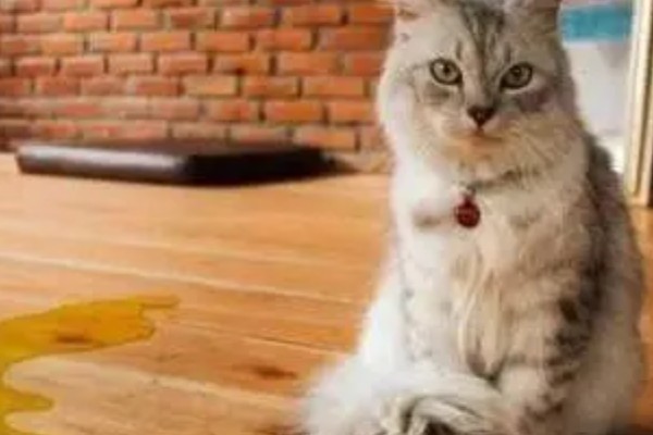 猫咪不开心有哪些表现，会表现出食欲不振、随地大小便等