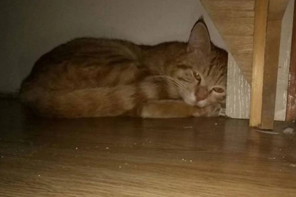 猫咪不开心有哪些表现，会表现出食欲不振、随地大小便等