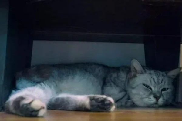 猫咪不开心有哪些表现，会表现出食欲不振、随地大小便等