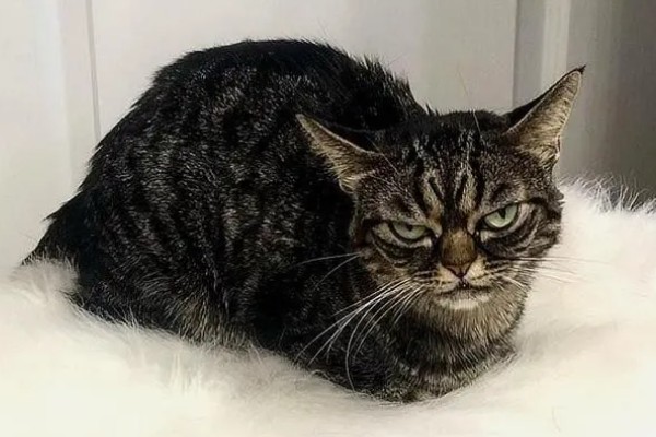 猫咪不开心有哪些表现，会表现出食欲不振、随地大小便等