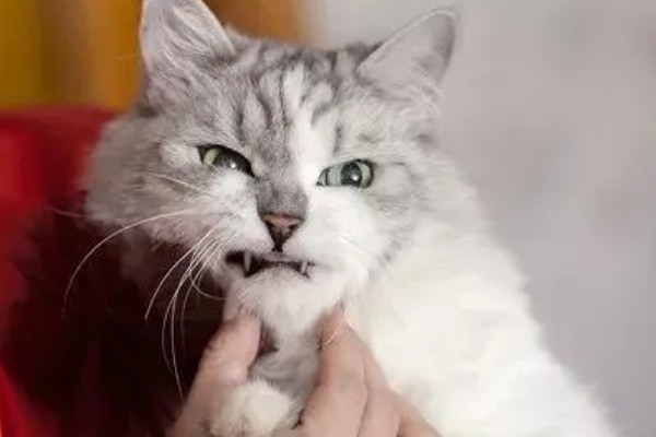 猫咪不开心有哪些表现，会表现出食欲不振、随地大小便等