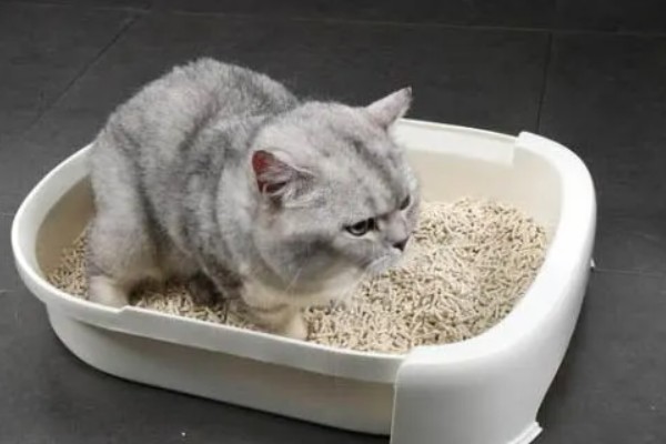 猫咪不开心有哪些表现，会表现出食欲不振、随地大小便等