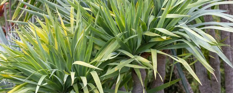 龙须树叶子发黄的原因及防治方法，可能是阳光直射过强所致