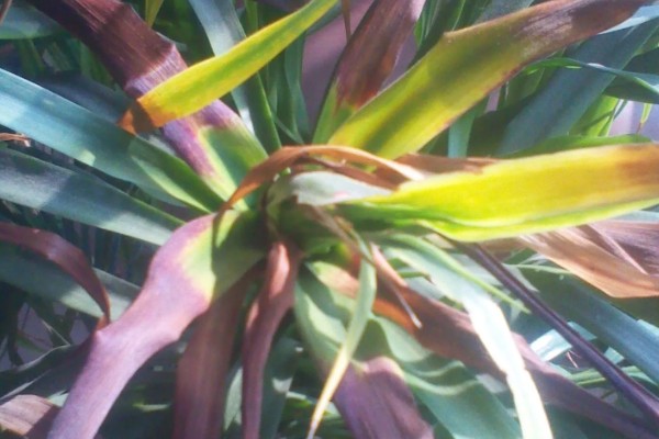 龙须树叶子发黄的原因及防治方法,可能是阳光直射过强所致