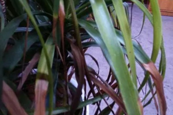 龙须树叶子发黄的原因及防治方法,可能是阳光直射过强所致