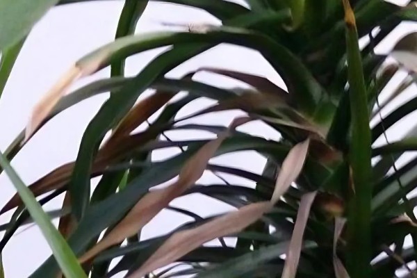 龙须树叶子发黄的原因及防治方法,可能是阳光直射过强所致