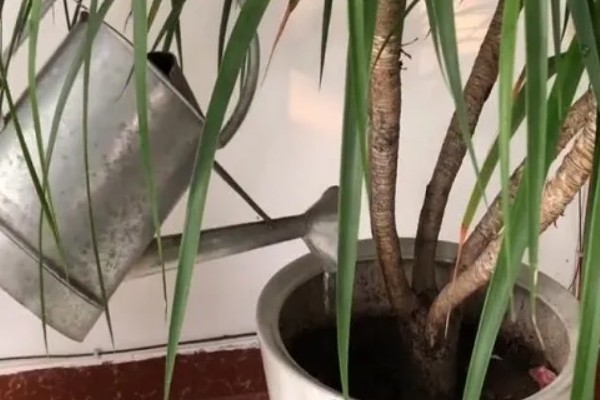 龙须树叶子发黄的原因及防治方法,可能是阳光直射过强所致