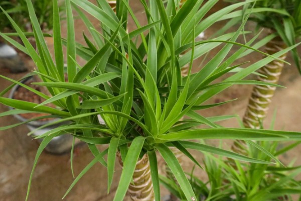 龙须树叶子发黄的原因及防治方法,可能是阳光直射过强所致