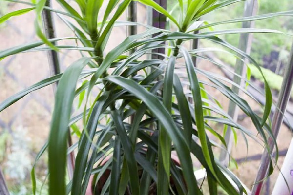 龙须树叶子发黄的原因及防治方法,可能是阳光直射过强所致