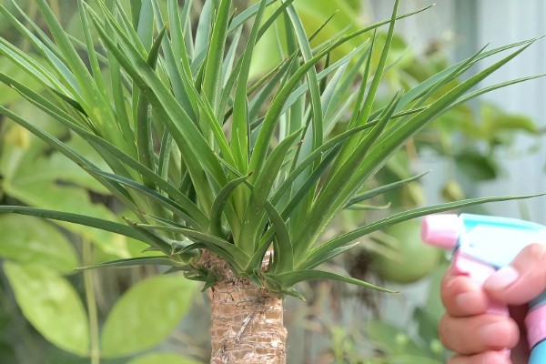 龙须树叶子发黄的原因及防治方法,可能是阳光直射过强所致