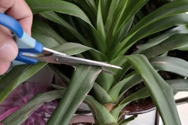 龙须树叶子发黄的原因及防治方法,可能是阳光直射过强所致