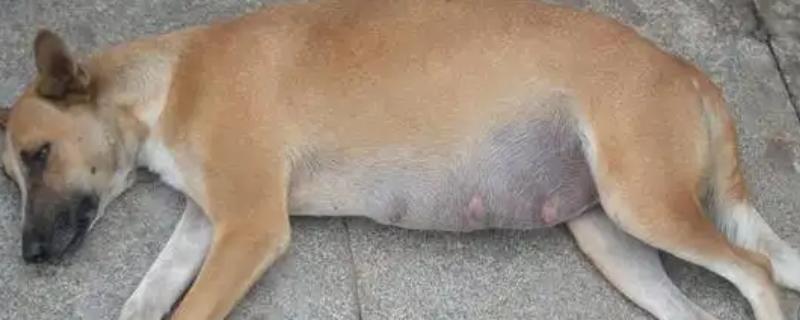 狗狗乳头有液体溢出怎么治疗，可口服药物或手术治疗