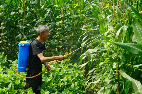 二氯吡啶酸的简介,是一种人工合成的植物生长激素