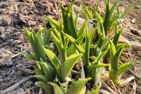 黄花菜春季的管理方法，适时追施催芽肥，以氮钾肥为主