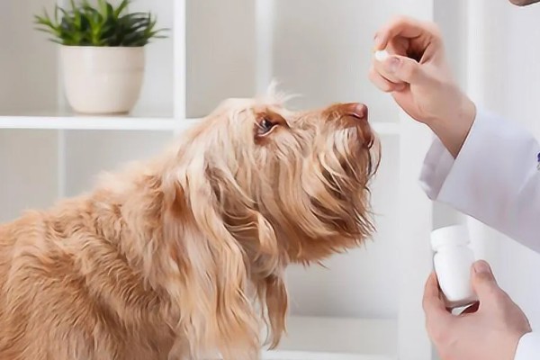 狗狗乳头有液体溢出怎么治疗，可口服药物或手术治疗