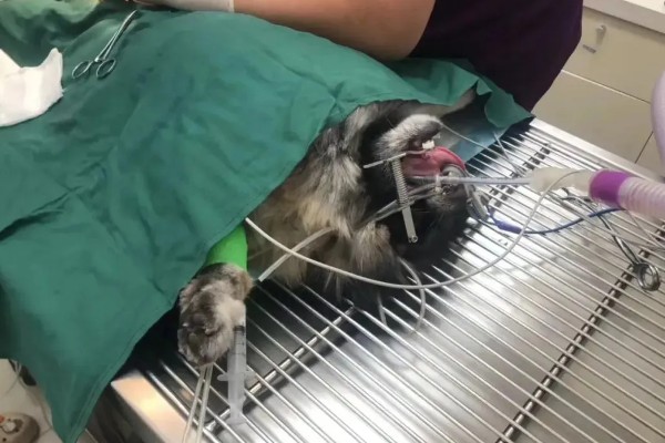 狗狗乳头有液体溢出怎么治疗，可口服药物或手术治疗